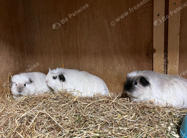 Cali crested sows for sale