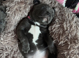 Blue Staffordshire bull terrier puppies staffy