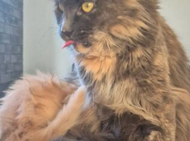 Maine Coon kittens TICA Boys available