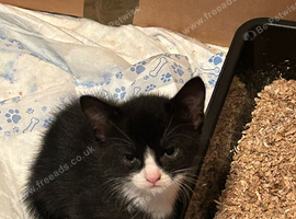 Beautiful Torbie/tuxedo/black kittens