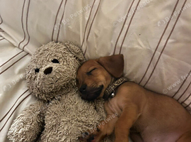 Breed: Crossbreed / Mixed breed Cross: French Bulldog &times; Dachshund Informal name: Frenchie Weenie