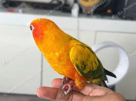 Lost bird