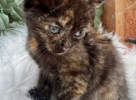FLUFFY TORTIE FEMALE KITTENS TO RESERVE