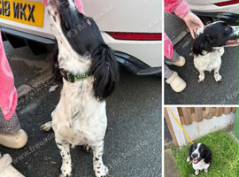 My beautiful spaniel is now for sale she loves to play fetch