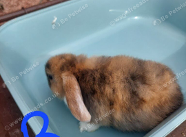 2 baby mini lops left