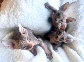 Beautiful elf Sphynx