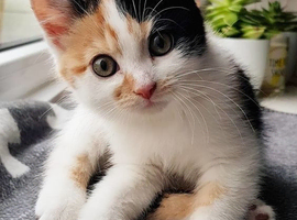 WANTED CALICO KITTEN