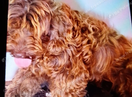 Cockapoodle