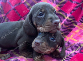 BEAUTIFUL PUPPIES