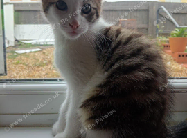 Maine coon cross