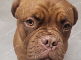 Beautiful 10 months girl urgently needs her new forever home