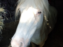 12.2 cob mare