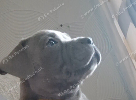 Kc registered staffordshire bull terrier pups for sale