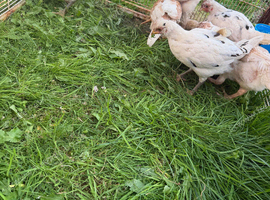 Sharmo American game mix