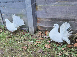 Breeding pair fantail doves