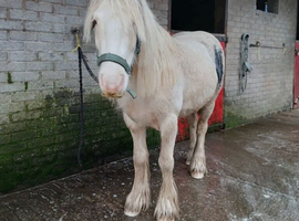 Batman young gelding