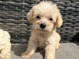 Beautiful f1b schnoodle puppies