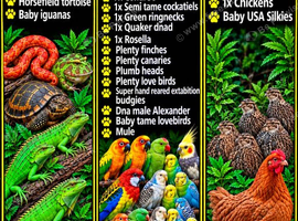 Various parrots and reptiles