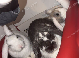 3 bunnies looking for forever home