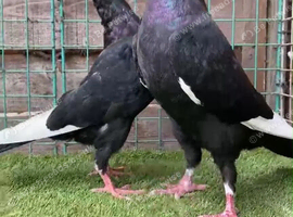Syrain pigeons
