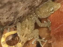 Turkish house gecko juvenile and mourning gecko babies available