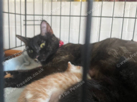 Male ginger and white female black/black and white born 4 july used to children and dog