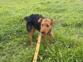 7 month old patterdale looking for a new home due to owner passing away