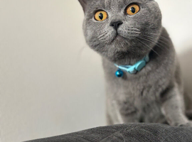 Female British Blue