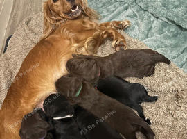 Working Cocker Spaniel Puppies