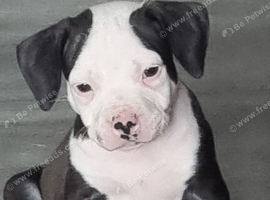 1 beautiful pup looking for their forever home