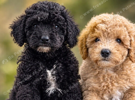 Stunning toy poodles