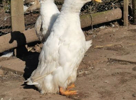 2 pairs of show quality pekin