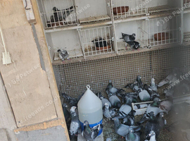 Stock racing pigeons
