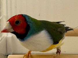 2024 Gouldian Finch Cock Bird