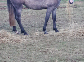 16.2 approx ID xPre 4 Yr old Mare