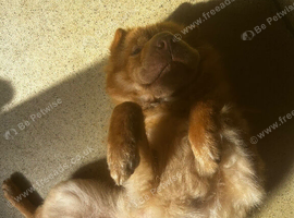 Beautiful 5-Year-Old Bear Coat Shar Pei Looking for Her Forever Home ️