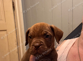 Dogue de Bordeaux x cane corso last two