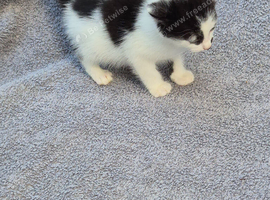 13week old kittens
