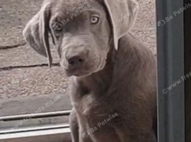 Newfoundland x labrador puppies