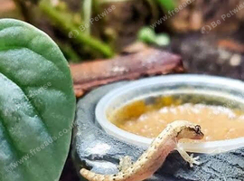 Mourning geckos