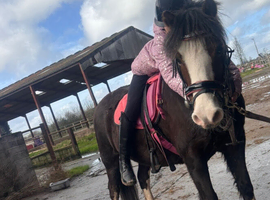 Potential top show/Pony club Pony
