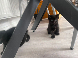 2 Black 1 White kittens Turkish Angora mix