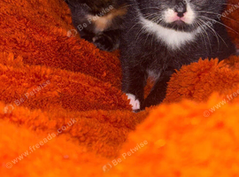 2 adorable kittens