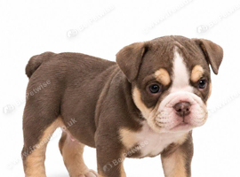 Top tier British bulldogs