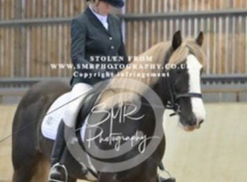 Beautiful full up 13 .2  mare