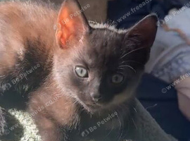 6 beautiful black kittens for sale