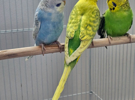 Budgies for sale