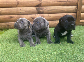 Cane corso top blood lines