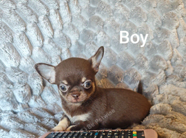 Tiny Chocolate Chihuahua puppies