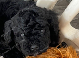 F1B TOY CAVAPOO DNA HEALTH TESTED PARENTS AND GRANDPARENTS